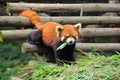 Red panda bear eating bamboo leaves Royalty Free Stock Photo