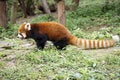 Red Panda Bear, Giant Panda Conservation Center, Chengdu, China Royalty Free Stock Photo