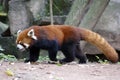 Red Panda Bear, Giant Panda Conservation Center, Chengdu, China Royalty Free Stock Photo