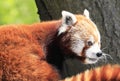 Red Panda bear close-up sitting on a tree with green background