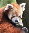 Red Panda bear portrait close-up sitting on a tree with green background Royalty Free Stock Photo