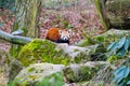 Red panda bear portrait, with stones in foreground. Royalty Free Stock Photo