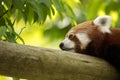 Red panda bear resting on a log, looking depressed and tired. Green forest in the background.
