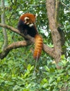 Red panda bear in tree Royalty Free Stock Photo