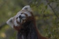 Red panda behaviour, scratching, yawning, portrait Royalty Free Stock Photo