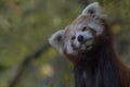 Red panda behaviour, scratching, yawning, portrait Royalty Free Stock Photo