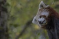 Red panda behaviour, scratching, yawning, portrait