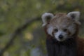 Red panda behaviour, scratching, yawning, portrait Royalty Free Stock Photo