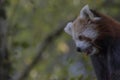 Red panda behaviour, scratching, yawning, portrait Royalty Free Stock Photo