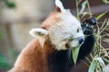 Red Panda, cat bear close-up eating bamboo Royalty Free Stock Photo
