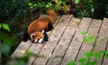 Red panda in Chengdu China Royalty Free Stock Photo