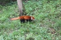 Red Panda , Chengdu China Royalty Free Stock Photo