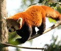 Red panda at Chester Zoo Royalty Free Stock Photo