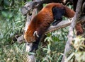 Red Panda Climbing on Branch