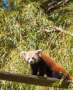Red panda climbing tree Royalty Free Stock Photo