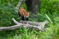 The red panda is climbing a tree Royalty Free Stock Photo