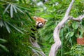The red panda is climbing a tree Royalty Free Stock Photo