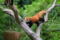 The red panda is climbing a tree Royalty Free Stock Photo