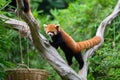 The red panda is climbing a tree Royalty Free Stock Photo