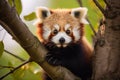 Red Panda climbing in tree Royalty Free Stock Photo