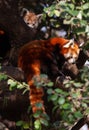 Red panda climbing tree