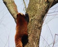 Red panda climbing Royalty Free Stock Photo