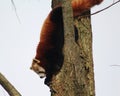 Red panda climbing Royalty Free Stock Photo