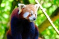 A red panda climbing a tree