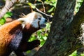 Red panda climbing tree