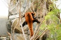 Red panda climbing on tree