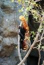 Red panda climbing on tree