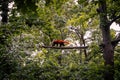 Red panda climbing the treetops in Brno Zoo Royalty Free Stock Photo