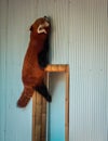 Red panda climbing up the side of its enclosure at the John Ball Zoo