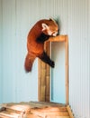 Red panda climbing up the side of its enclosure Royalty Free Stock Photo