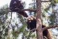 Red panda climbing up a tree