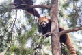 Red panda climbing up a tree