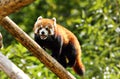 Red panda clinbing high Royalty Free Stock Photo