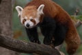 red panda close up portrait Royalty Free Stock Photo