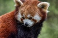 Red panda close up portrait Royalty Free Stock Photo