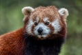 Red panda close up portrait Royalty Free Stock Photo