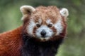 Red panda close up portrait Royalty Free Stock Photo