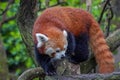 Red panda close up portrait looking at you Royalty Free Stock Photo