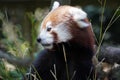 Red panda close up portrait looking at you Royalty Free Stock Photo