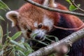 Red panda close up portrait Royalty Free Stock Photo