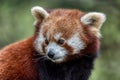 Red panda close up portrait Royalty Free Stock Photo