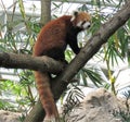 Red panda close up on the tree Royalty Free Stock Photo