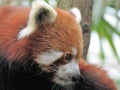 Red panda close up on the tree Royalty Free Stock Photo