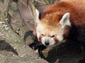 Red panda closeup portrait Royalty Free Stock Photo