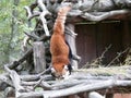 Red panda coming down from his perch in the animal park of Sainte Croix in Rhodes Moselle.