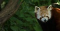 Red Panda Royalty Free Stock Photo